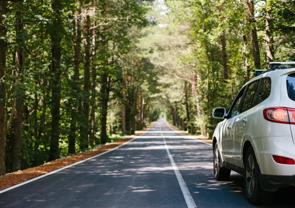 qué hacer si le cae un árbol a mi auto