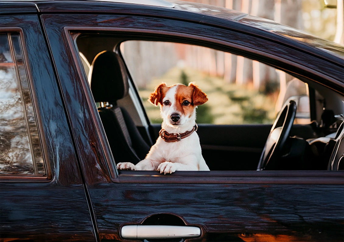 ¿Dónde debe ir mi perro en el auto?