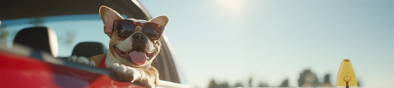 9 Consejos para Viajar con tu Perro en el Auto: Guía Completa